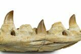 Fossil Mosasaur Jaw Section with Teeth - Morocco #353153-3